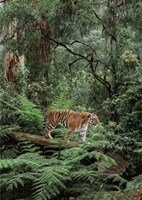 In the Jungle Fine Art Print