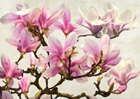 Magnolia Branch (neutral) Fine Art Print