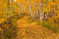 Aspen Tree Trunks Fine Art Print