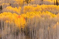 Beckwith Aspens Fine Art Print