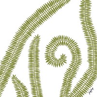 Curly Fern Fine Art Print