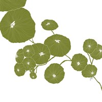 Pilea Fine Art Print