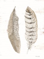 Feather II Fine Art Print