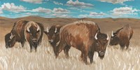 Bison Herd I Fine Art Print