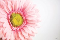 Daisy Close-up Fine Art Print