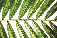 Leaf Study I Fine Art Print