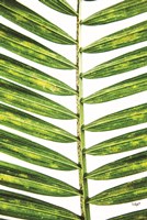 Leaf Study II Fine Art Print