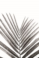 Leaf Study V Fine Art Print