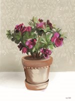 House Begonia Plant Fine Art Print