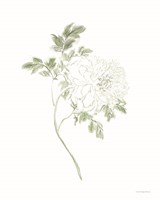 If Love was a Flower Fine Art Print