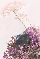 Pink Dandelion Fine Art Print