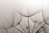 Love is a Delicate Flower Fine Art Print