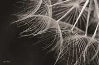 Delicate Beauty Fine Art Print