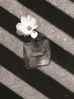 Cosmos and Shadows Fine Art Print