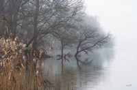 In the Swamps Fine Art Print