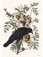 Vintage Crow 1 Framed Print