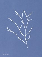 Blue Botanical III Fine Art Print