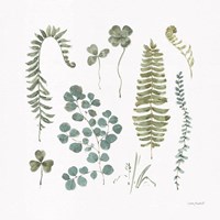 Fern Study 02 Fine Art Print