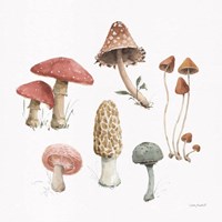 Mushroom Medley 03 Fine Art Print