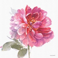 Obviously Pink 02A Framed Print