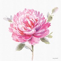 Obviously Pink 03A Framed Print