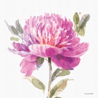 Obviously Pink 05A Framed Print