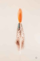 Floating Feathers I Fine Art Print