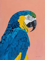Blue and Gold Macaw Fine Art Print