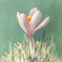 Soft Crocus Fine Art Print