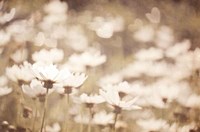 Daisies I Neutral Fine Art Print