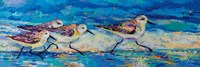 Racing Plovers Fine Art Print