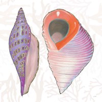 Shimmering Shells X Fine Art Print