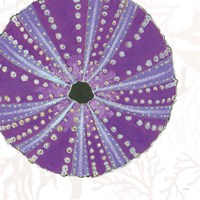 Shimmering Shells XIV Framed Print