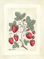 Sweet Summer Strawberries I Framed Print