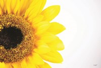 Sunflower Close-up Fine Art Print