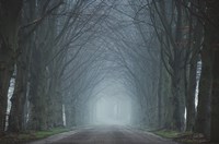 The Old Beeches Fine Art Print