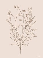 Wildflower Drawing Fine Art Print