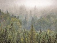 Pines Fine Art Print