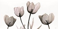 Floral Simplicity Fine Art Print
