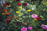 Secret Gardens Fine Art Print