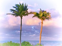 Two Palms Fine Art Print