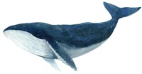 Humpback Whale - Blue Fine Art Print
