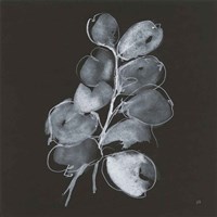 White Eucalyptus II Fine Art Print