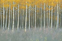 Forest Dusk Fine Art Print