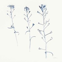 Shepherds Purse Stems I Blue Fine Art Print