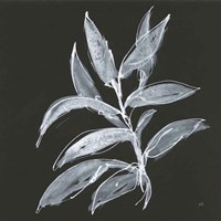 Branch IV Framed Print