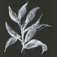 Branch III Framed Print