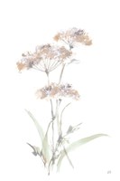Tall Queen Annes Lace IV Fine Art Print