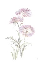 Tall Queen Annes Lace III Fine Art Print