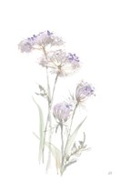 Tall Queen Annes Lace II Fine Art Print